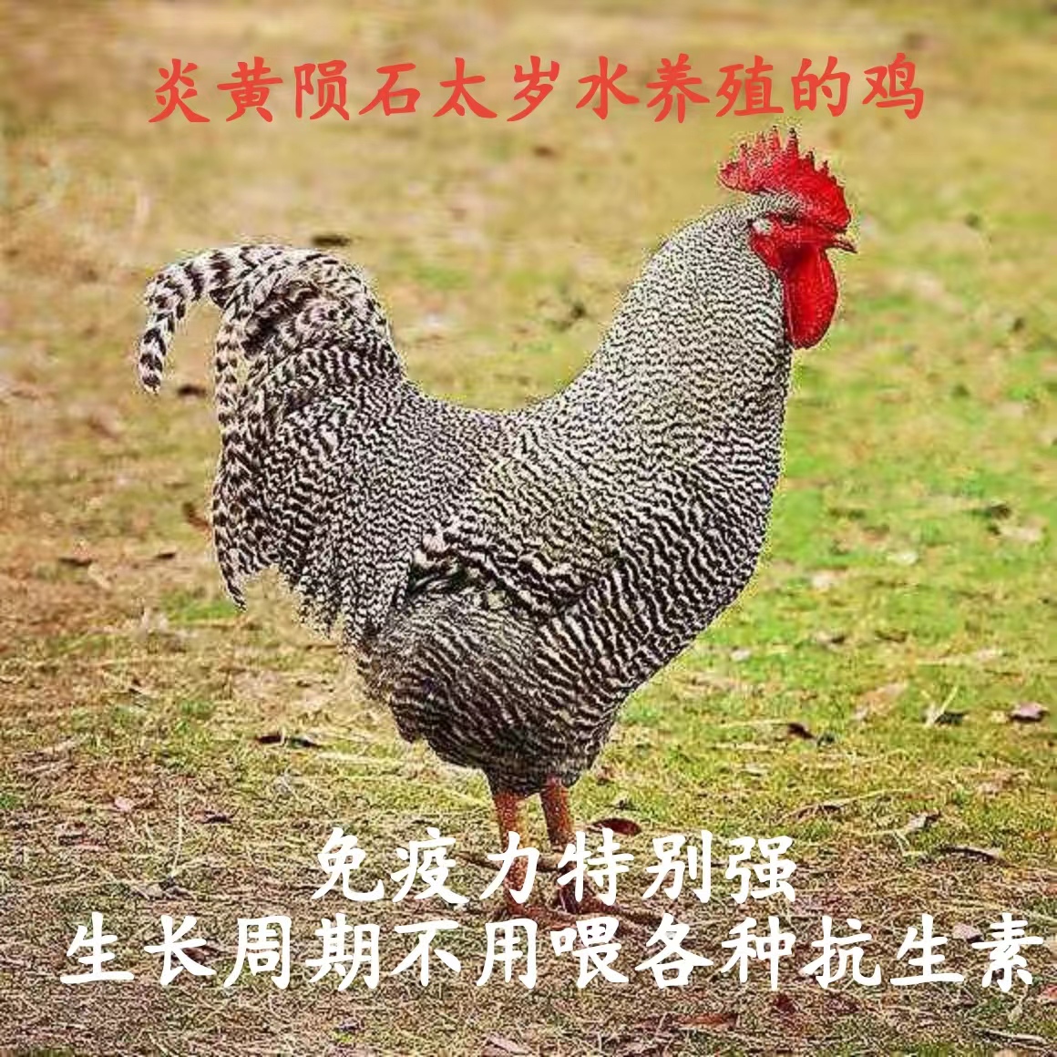 1660539721_2.jpg